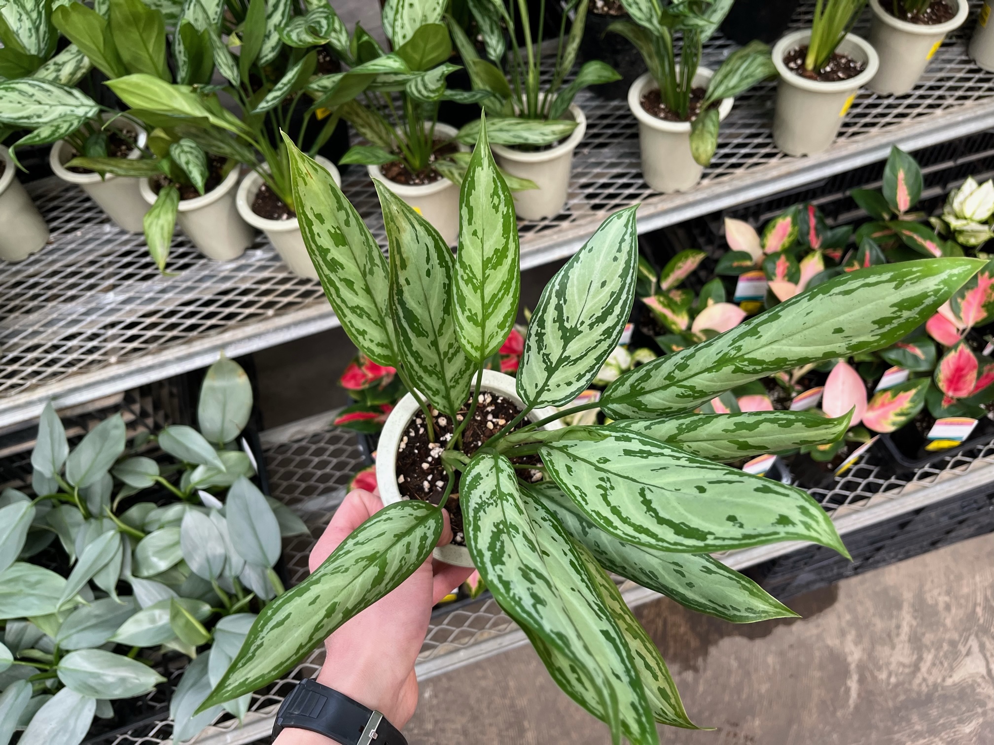 フィカス エベレストあります！！その他おすすめ観葉植物ご紹介