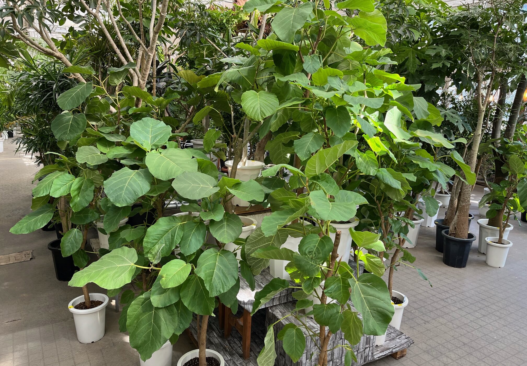 フィカス エベレストあります！！その他おすすめ観葉植物ご紹介