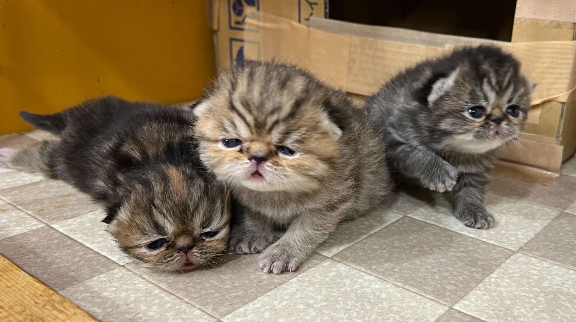 ベビー猫ちゃんのファーバッグ❤エキゾチック❤子猫ちゃん❤ ネムネム
