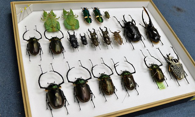 カテゴリーはバラバラですが、少しずつ標本を補充しています