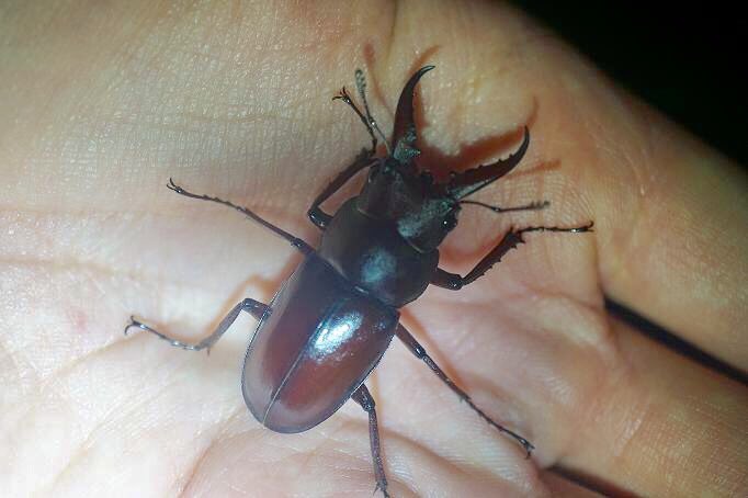 ヤエヤマノコギリ 石垣と西表島の低地に生息する渋くてカッコ良い