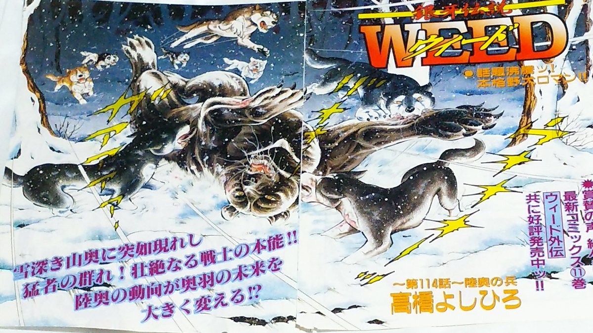 銀牙 銀牙伝説WEED❗10月の表紙にウィードが登場。久しぶりの巻頭