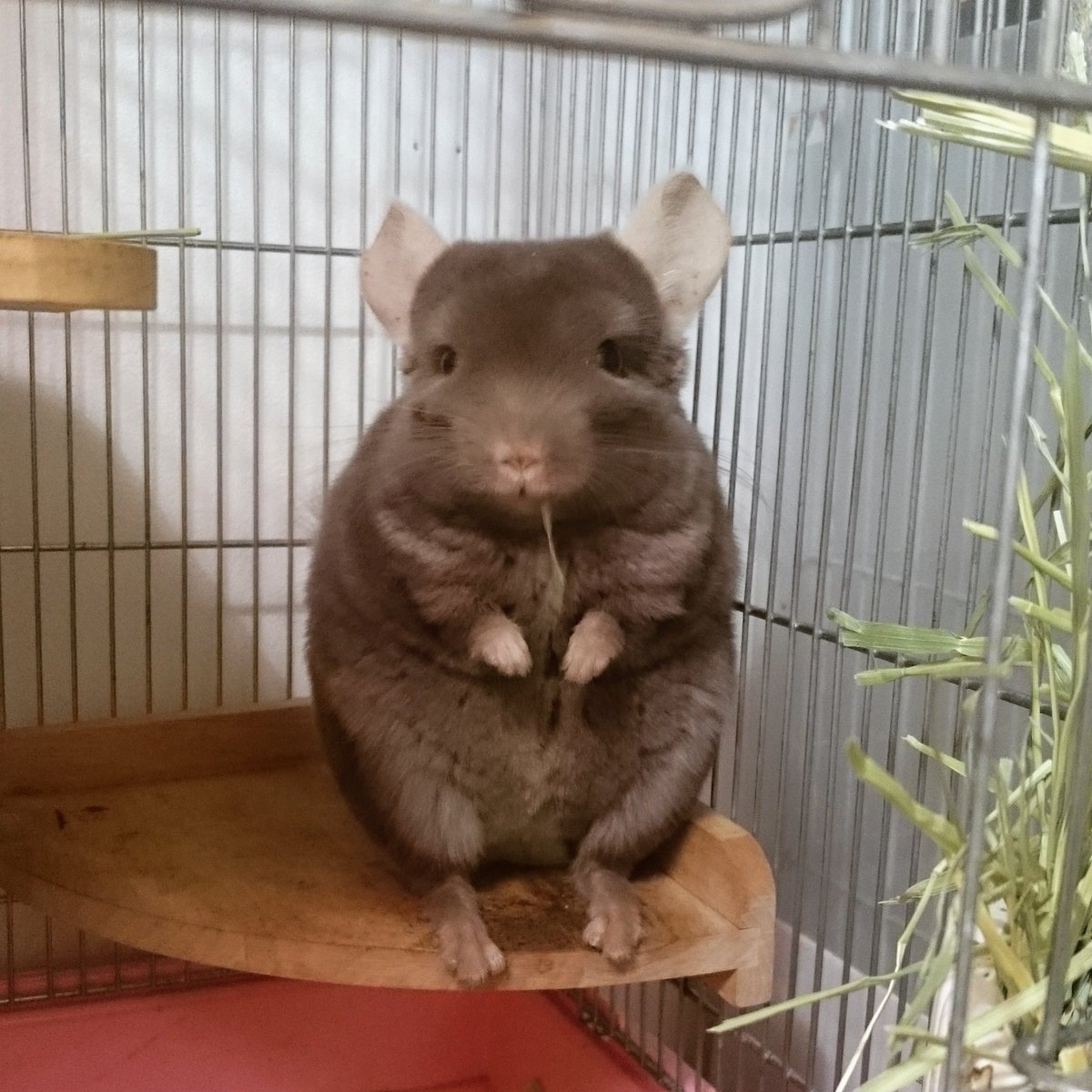 同じスタイルで牧草を食べるまほろくん。 #chinchilla #チンチラ