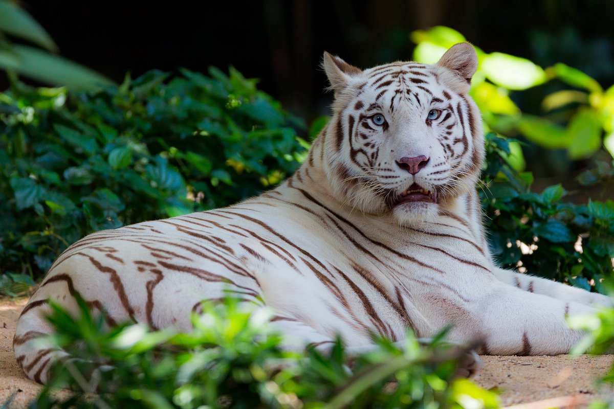ホワイトタイガー White Tiger シンガポール動物園は是非ともまた行き