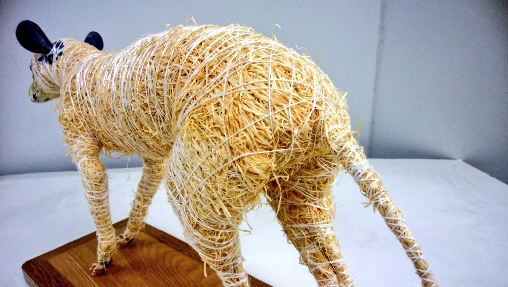 標本展で展示するタヌキの剥製の中身。針金に木毛を巻き、胴体の芯を