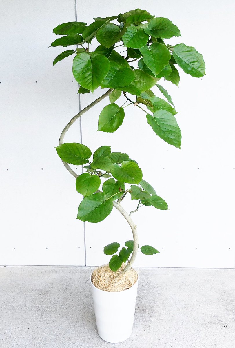 フィカス・ウンベラータ 8号 約140cm、S字に曲がりのある樹形です