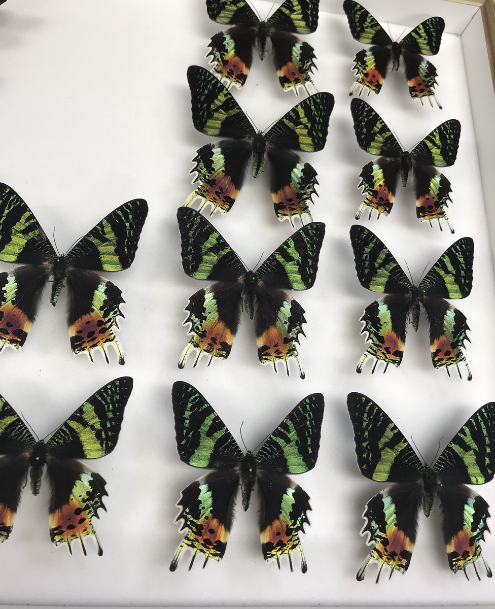 新着標本】 マダガスカルから、ニシキオオツバメガが入荷しました