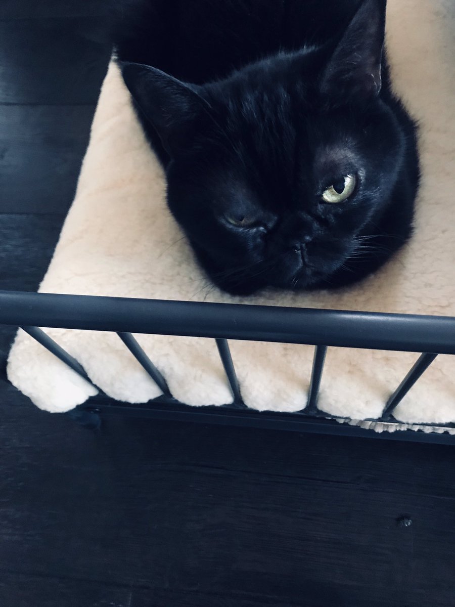 今日は猫の日ということで。 本人はなんのことだかわからないという顔