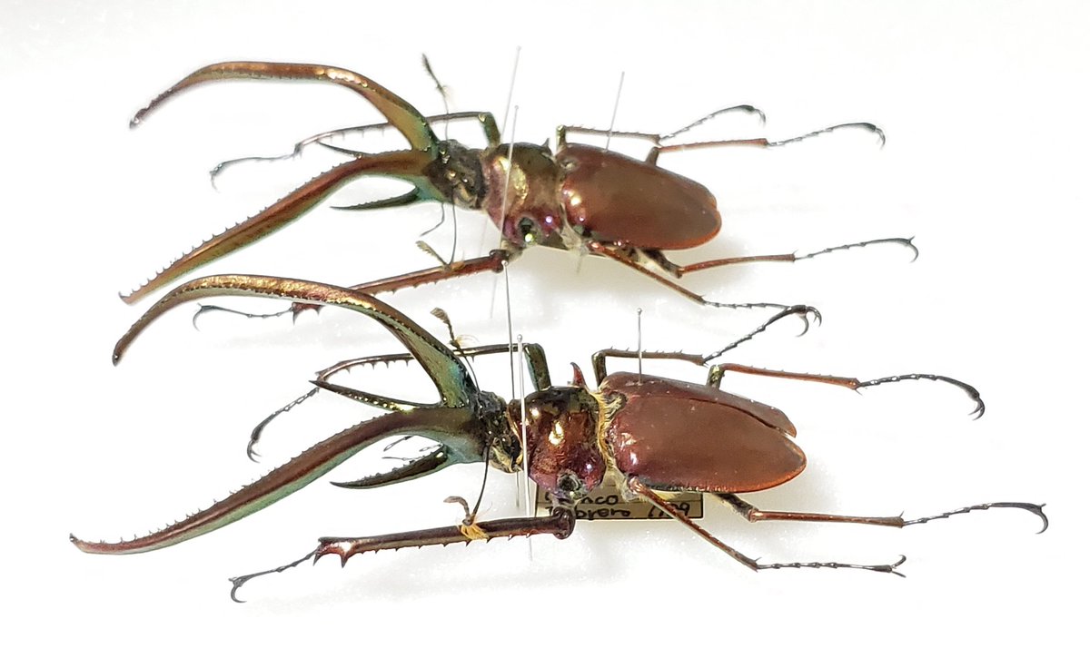 Chiasognathus granti 84㎜ 85㎜ コガシラクワガタ チリ産 バブル期