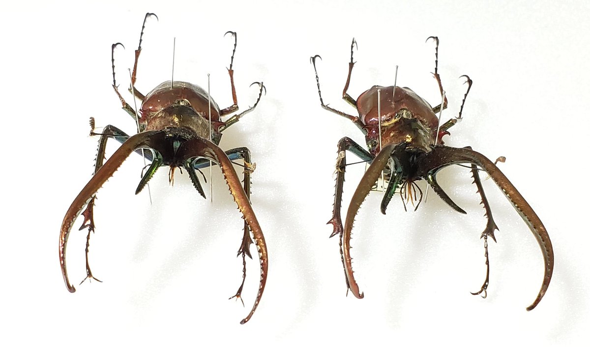 Chiasognathus granti 84㎜ 85㎜ コガシラクワガタ チリ産 バブル期