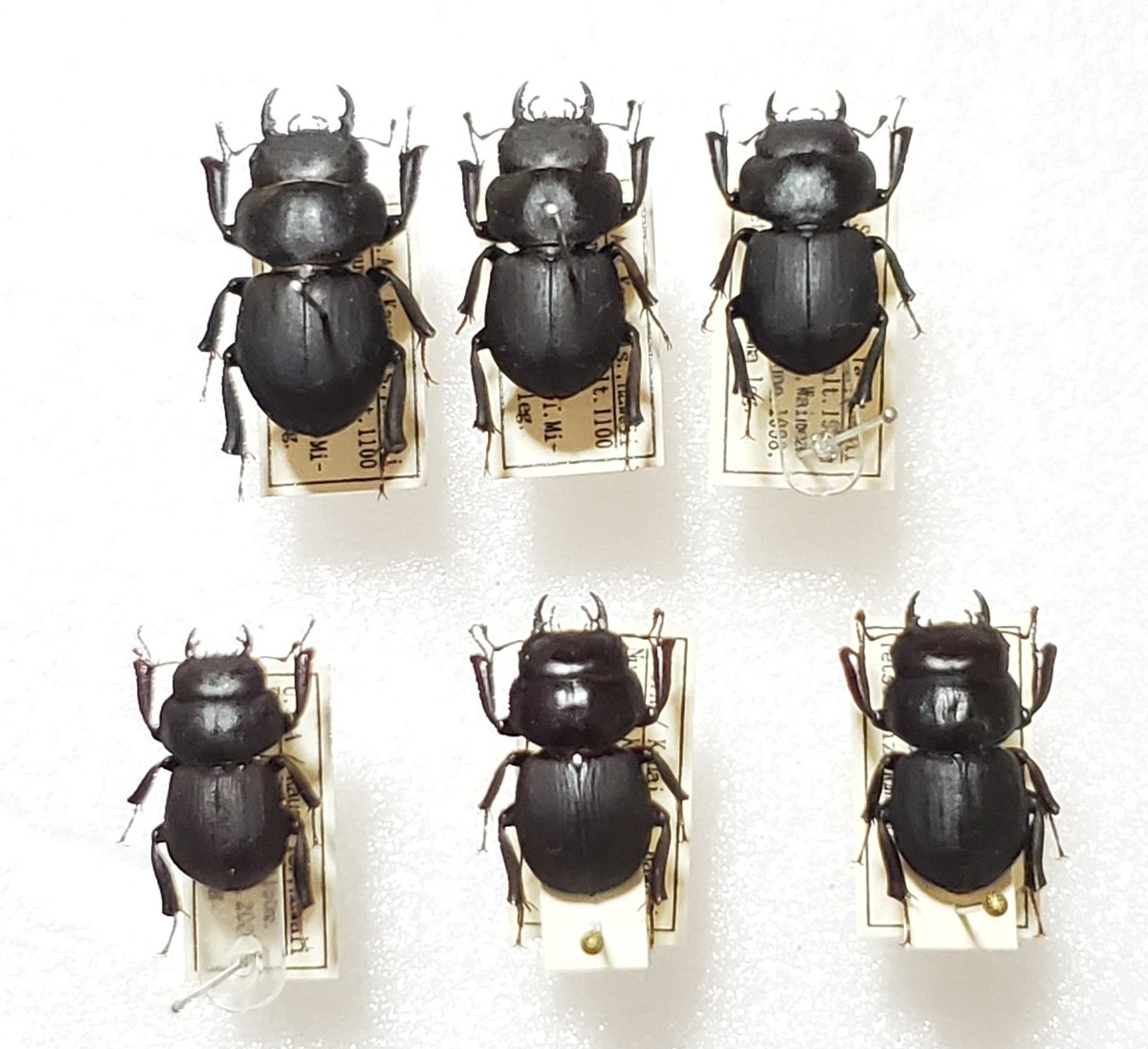 Apterocyclus honoluluensis 左上の個体 21.2㎜ ハワイハネナシ