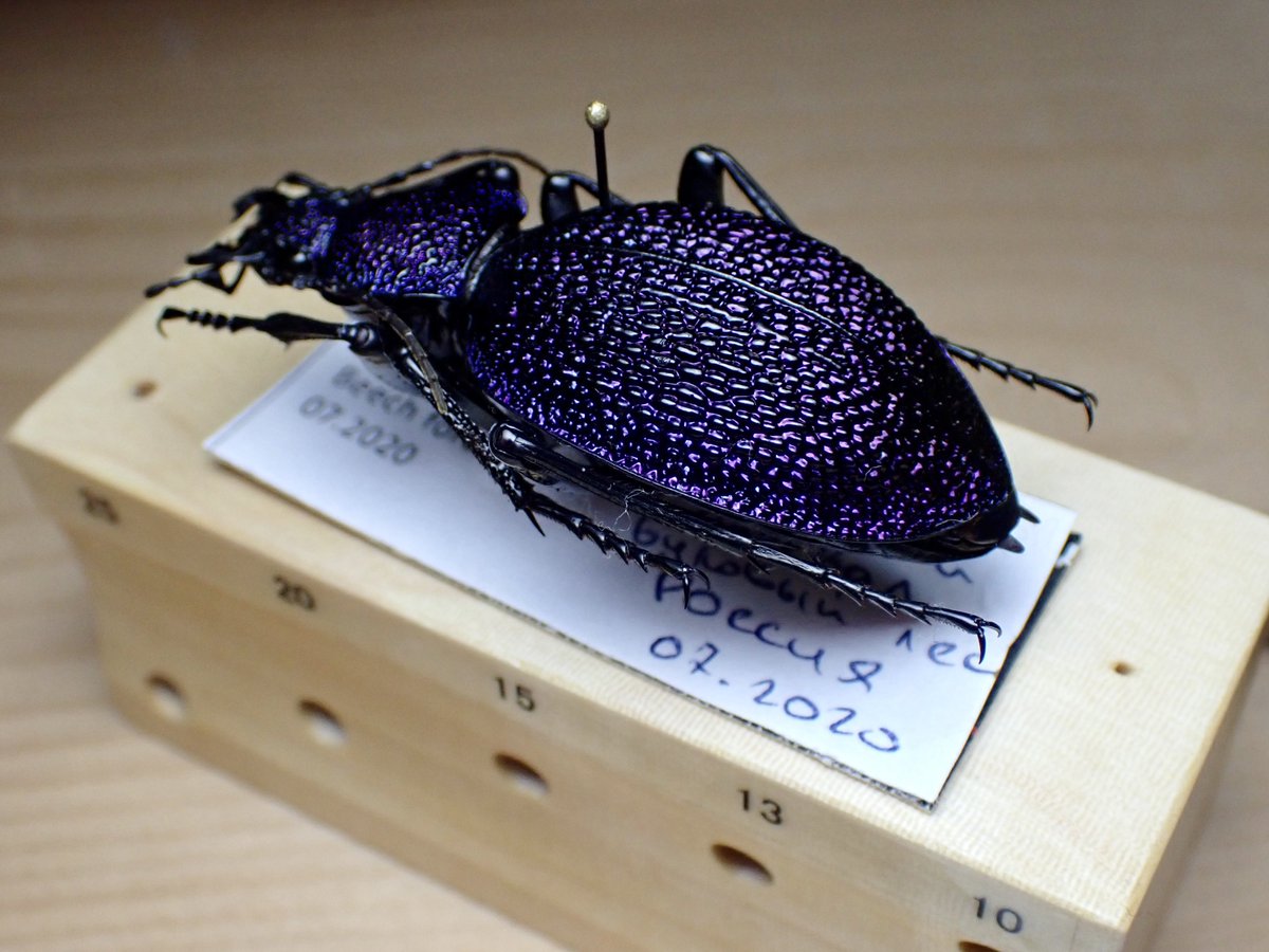 Carabus(Procerus)scabrosus tauricus イボハダオサムシ Crimea 標本箱