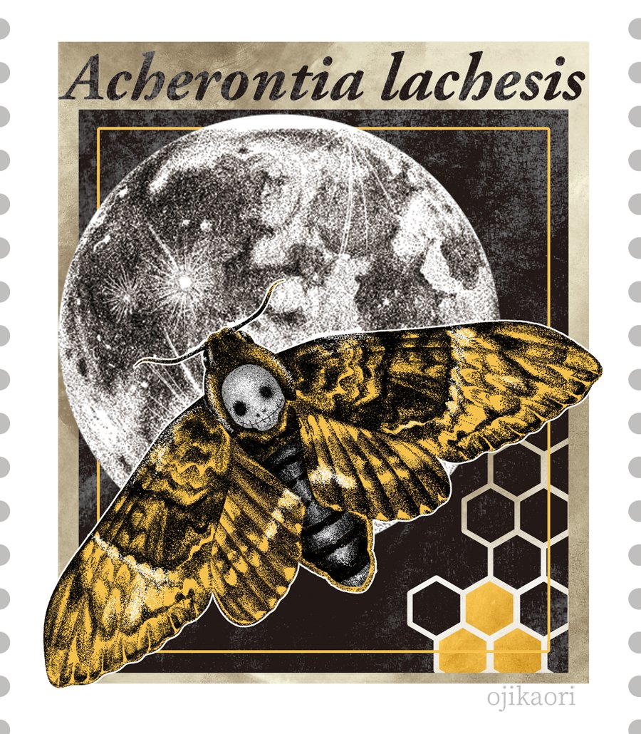 ないすタグ！ どれから推そうか悩んだけど、クロメンガタスズメ