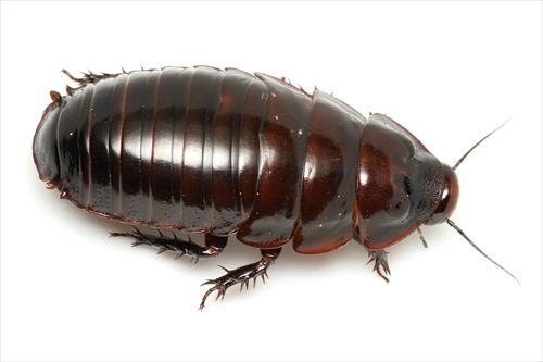 オーストラリアに生息するヨロイモグラゴキブリが入荷しました。 国内