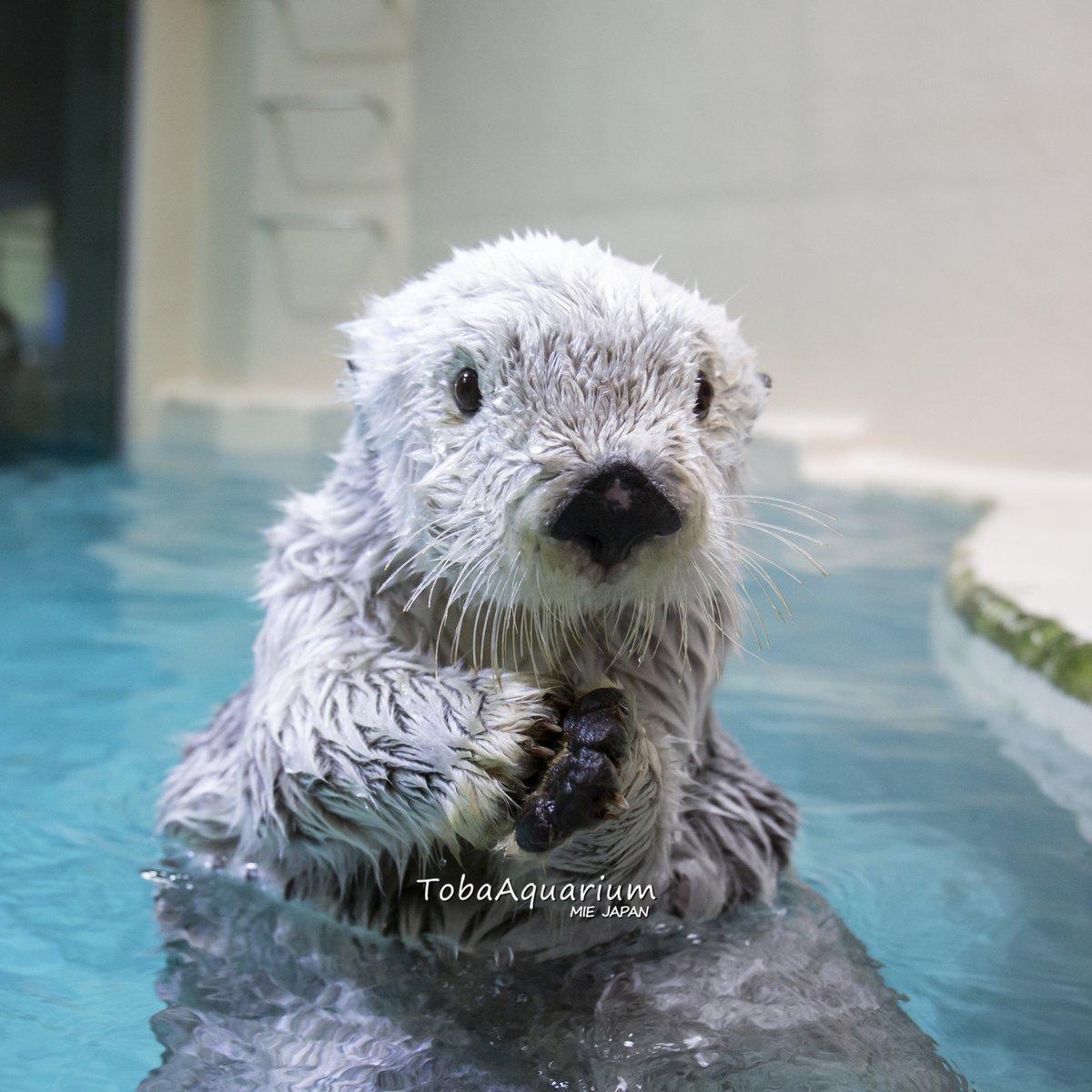 写真集「ラッコのメイとキラ」オフショット②❣️昨日に続き今日はメイ
