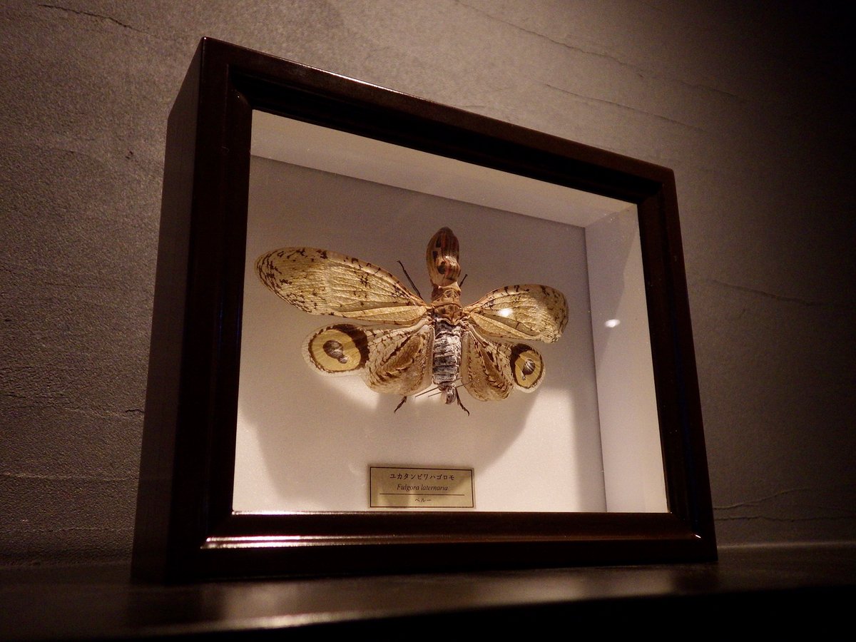 暑いですね今日は☀️ それ以上に熱い虫捕り欲求を抑えつつ、オープン