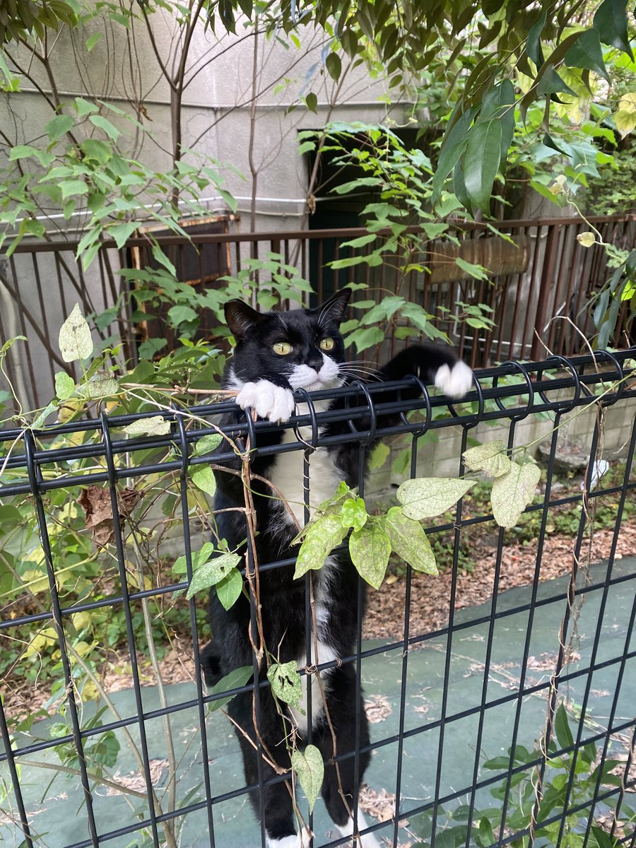 にゃん太郎 (@nyannyan__taro) / Posts / X