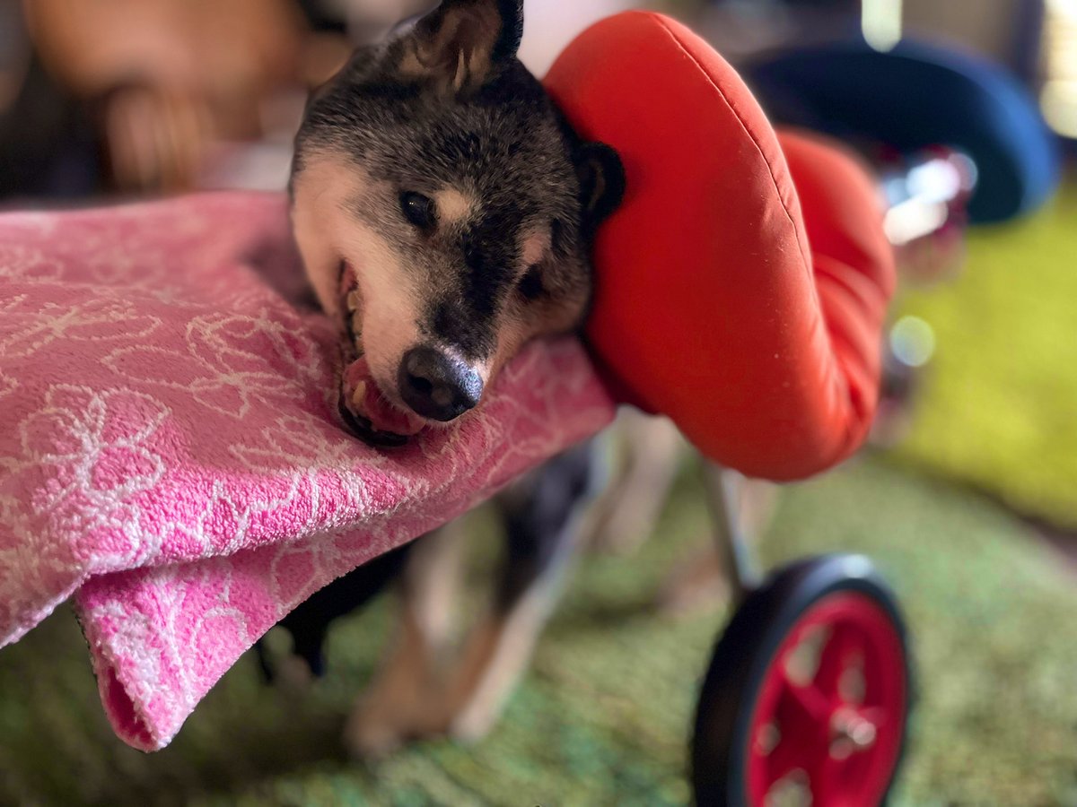 たぬ吉 (@manmaru063061) / Posts / X