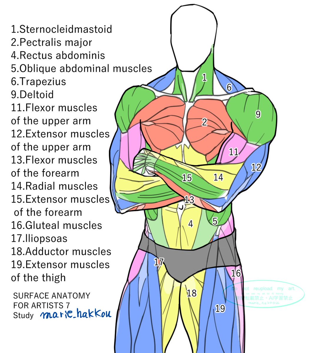 SURFACE ANATOMY FOR ARTISTS 7 アーティストのための体表解剖学 7 P76