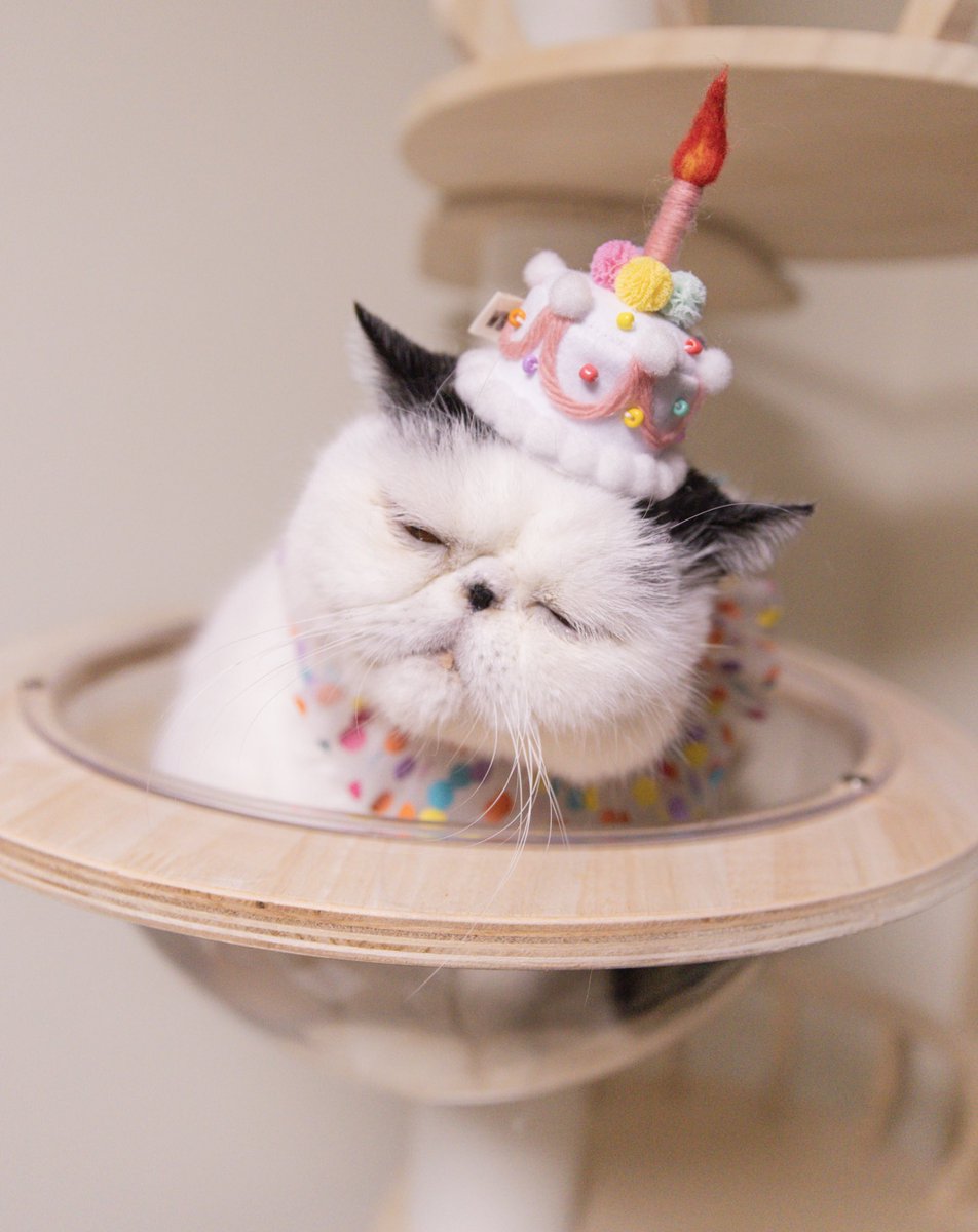 pechanko_bocco (@pechanko_bocco) / Posts / X