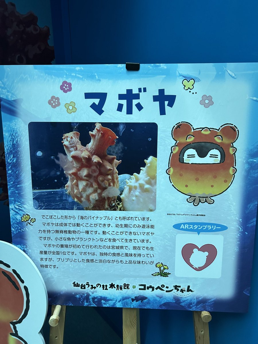 仙台うみの杜水族館その3 ホヤコウペンちゃん 色んな人のポストで見て