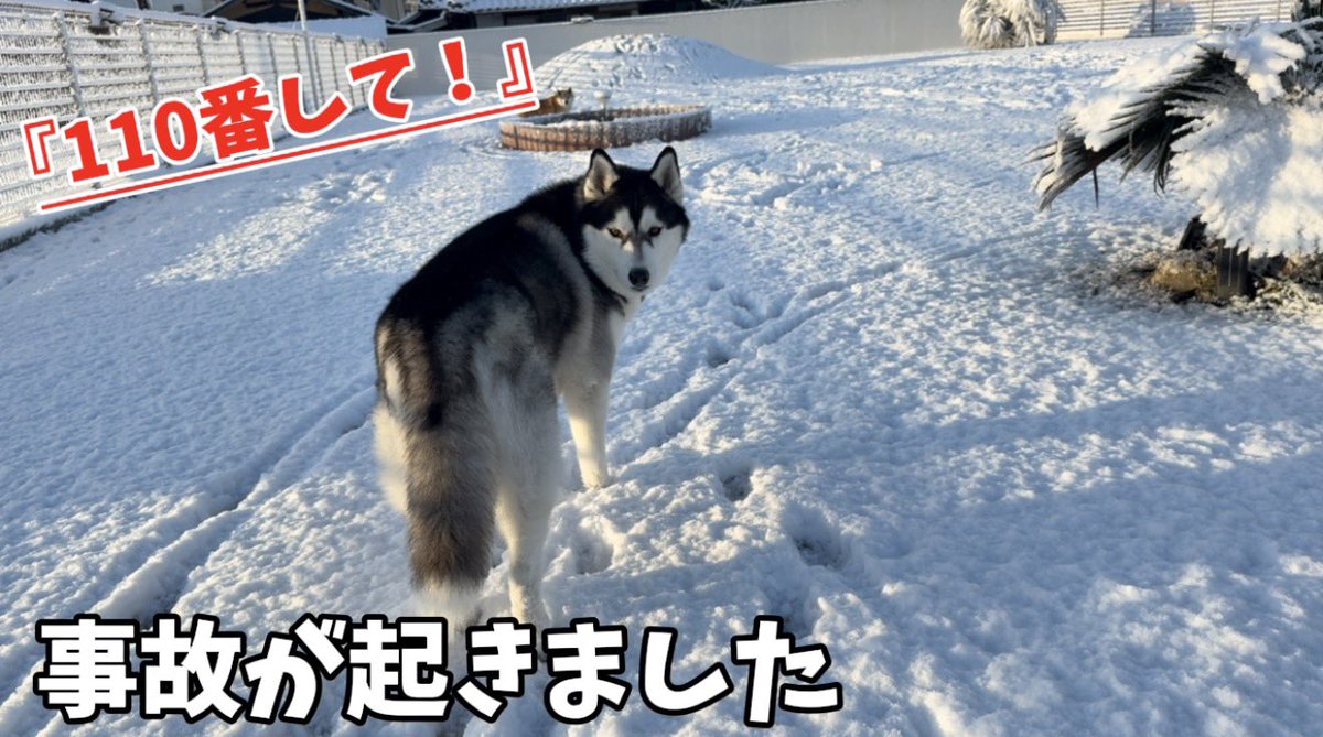 もちごめ兄弟 (@mochigome810) / Posts / X