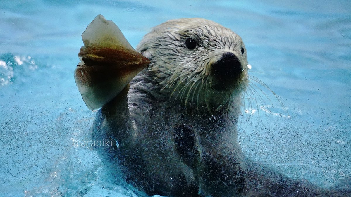 はい、いただき！」 #キラちゃん #鳥羽水族館 #ラッコ