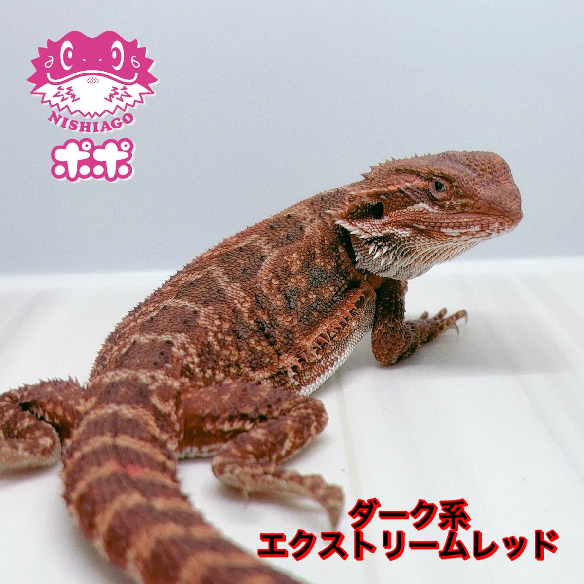 ポポのケージ (@poponocage) / Posts / X