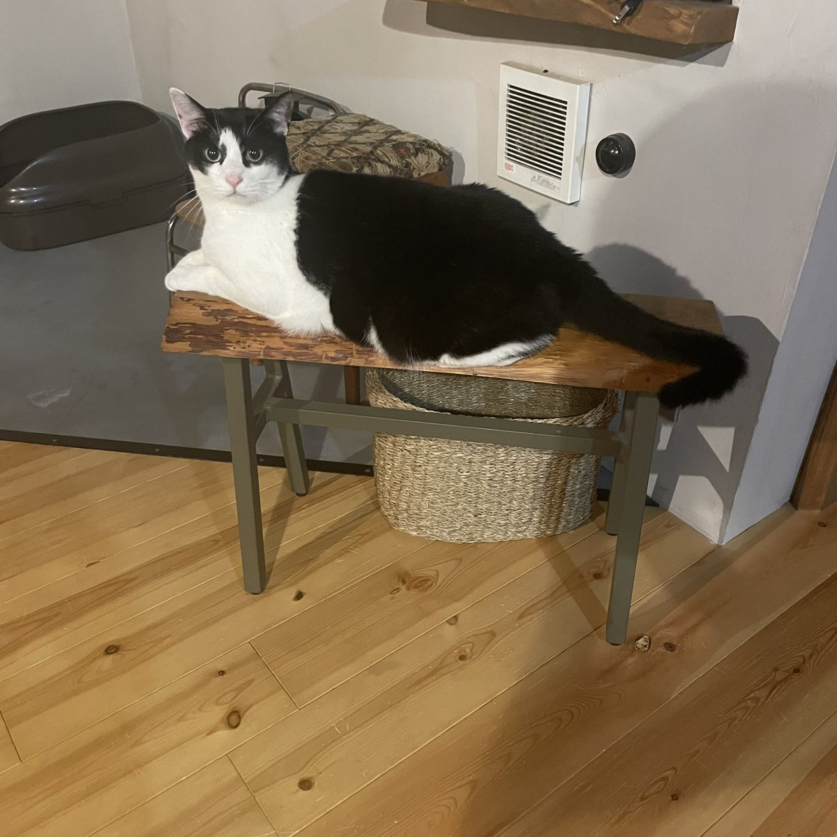 らいおん丸 (@lionmaru_046) / Posts / X