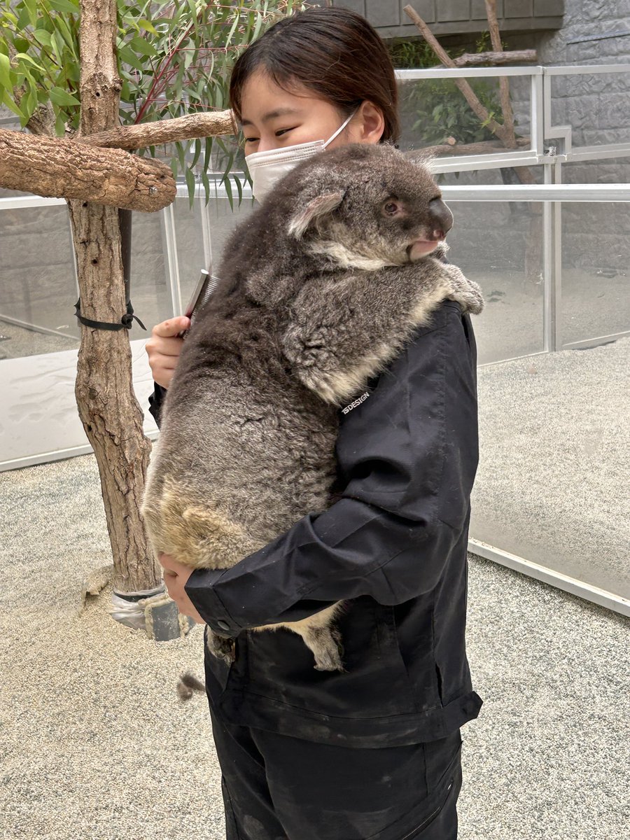 確認やけど現在国内最高齢のコアラ（御年17歳）で合ってます