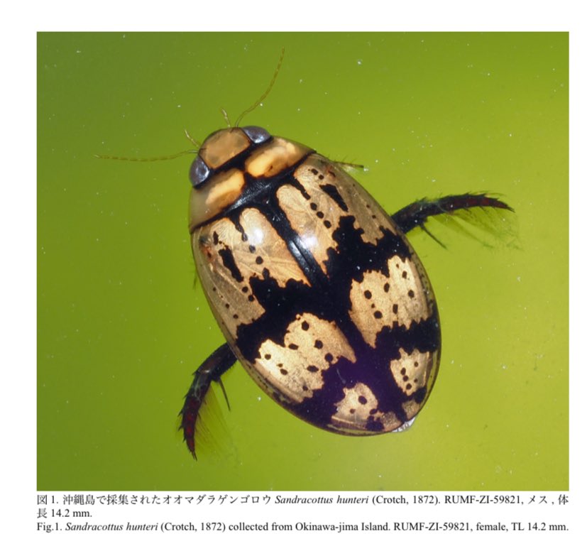 衝撃すぎて衝撃。自力で分散してきたと思われるマニア（私も含む）が