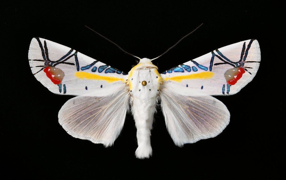 タナバタユカタヤガBaorisa hieroglyphica(JAWA産) 通称Picasso moth