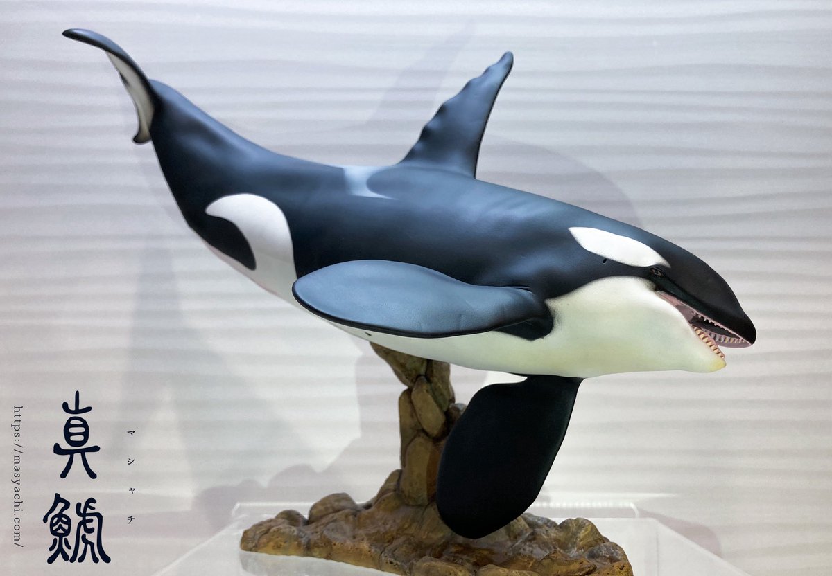 新作『雄大なシャチ』 完成しました！ 2025年9月13日-15日 太地町立