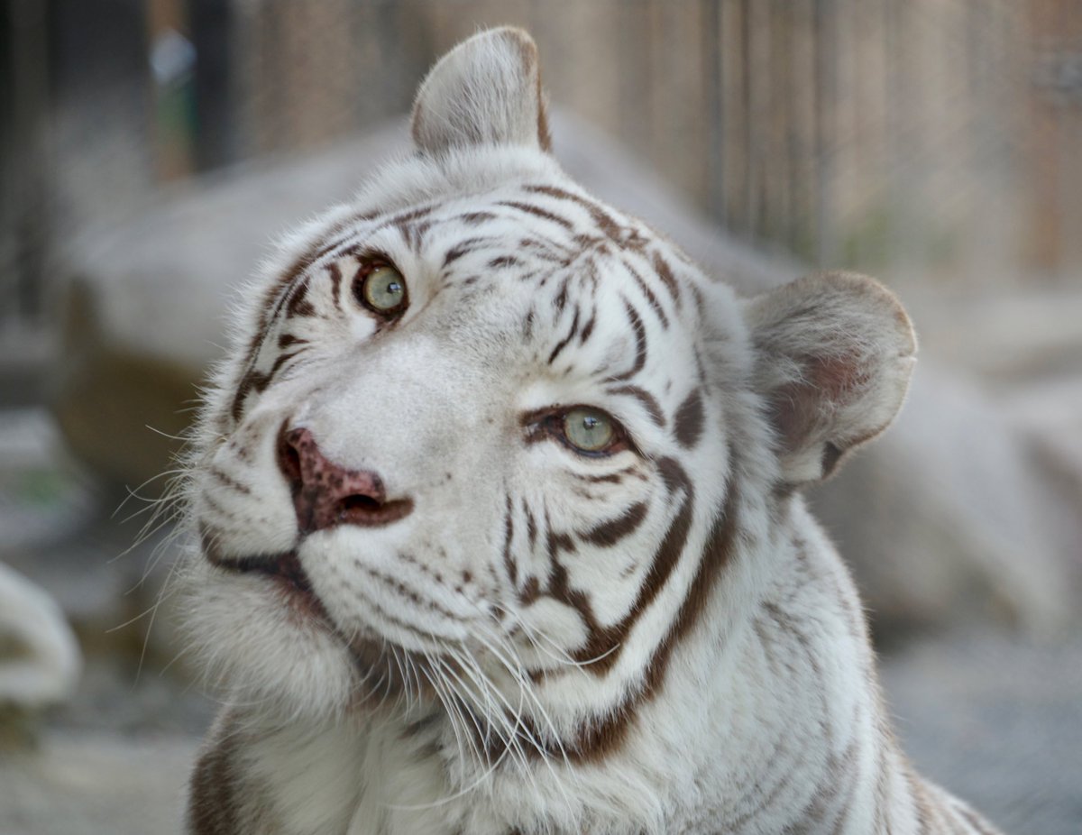 麗しの白虎、カーラさんがお亡くなりに😢 個人的に国内ホワイト