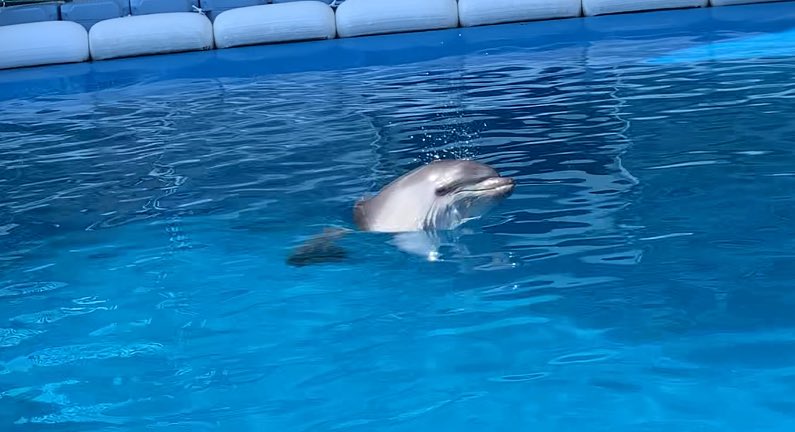 仙台うみの杜水族館】 バンドウイルカの赤ちゃんの愛称が、 〈エル〉に