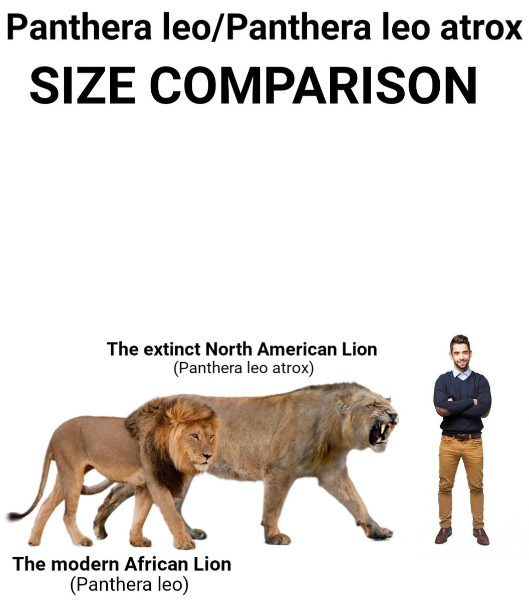 African Lion and North American Lion Size Comparison - 2024®™