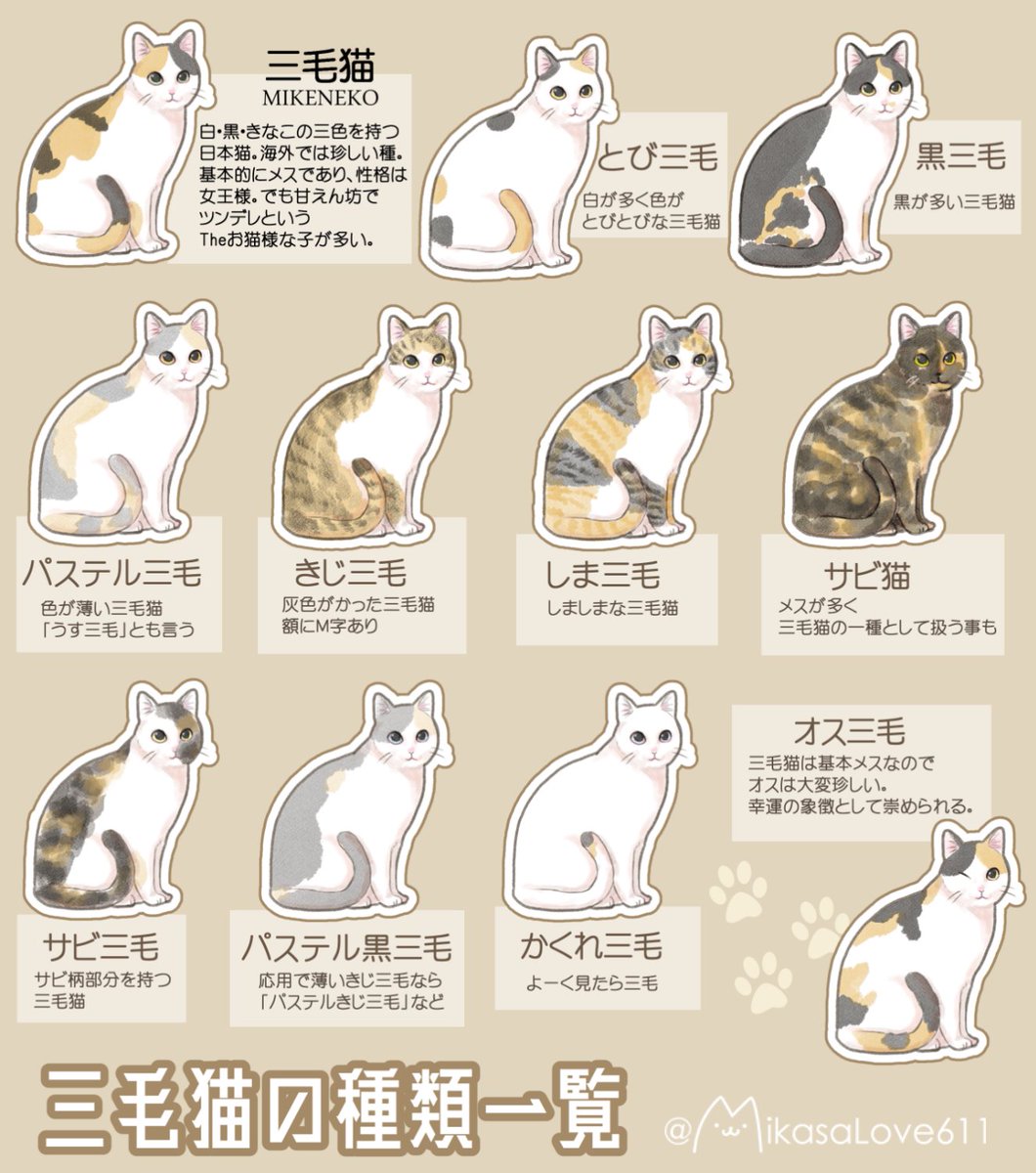 三毛猫様にお仕えさせて頂いている身として、三毛猫の素晴らしさを布教