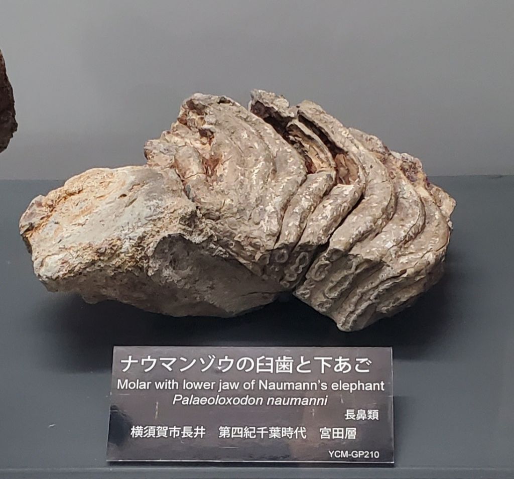 ナウマンゾウが生きていた時代】 ナウマンゾウは約40万年前～2万年前