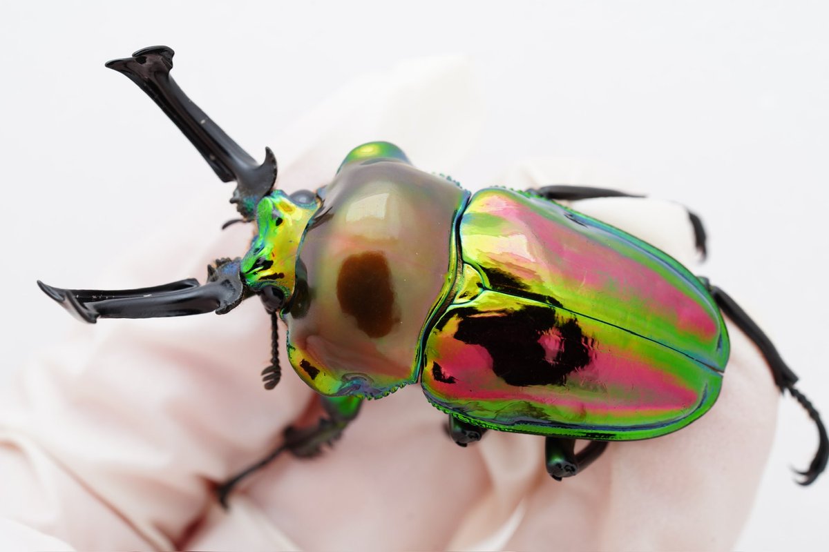 ニジイロクワガタの野外品がオーストラリアから輸入されたのが、1999年