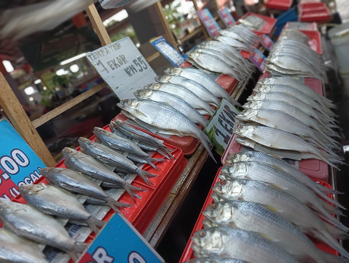 InsarTours_Borneo🇲🇾サラワク州󠁭󠁹󠀱󠀳󠁿(ボルネオ)インサー