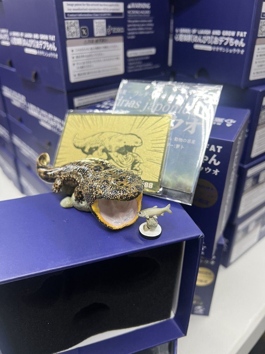 WF2026冬 限定88体 オオサンショウウオ 入荷して検品中です