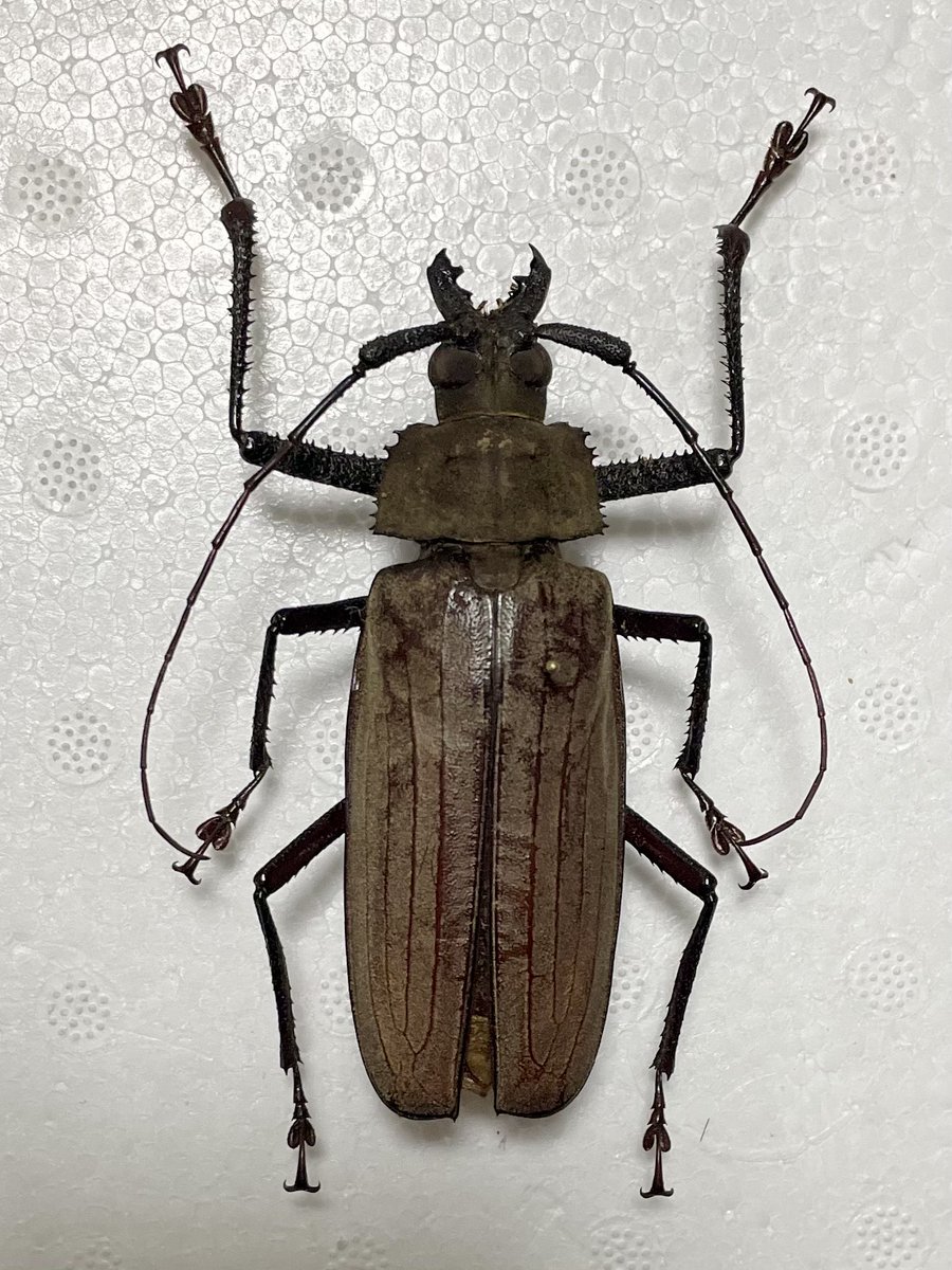 カミキリムシ (@5AuTwuwVZB0alo7) / Posts / X