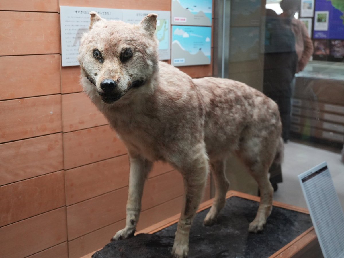 世界で5体しかないらしい貴重なニホンオオカミの剥製 #和歌山県立自然