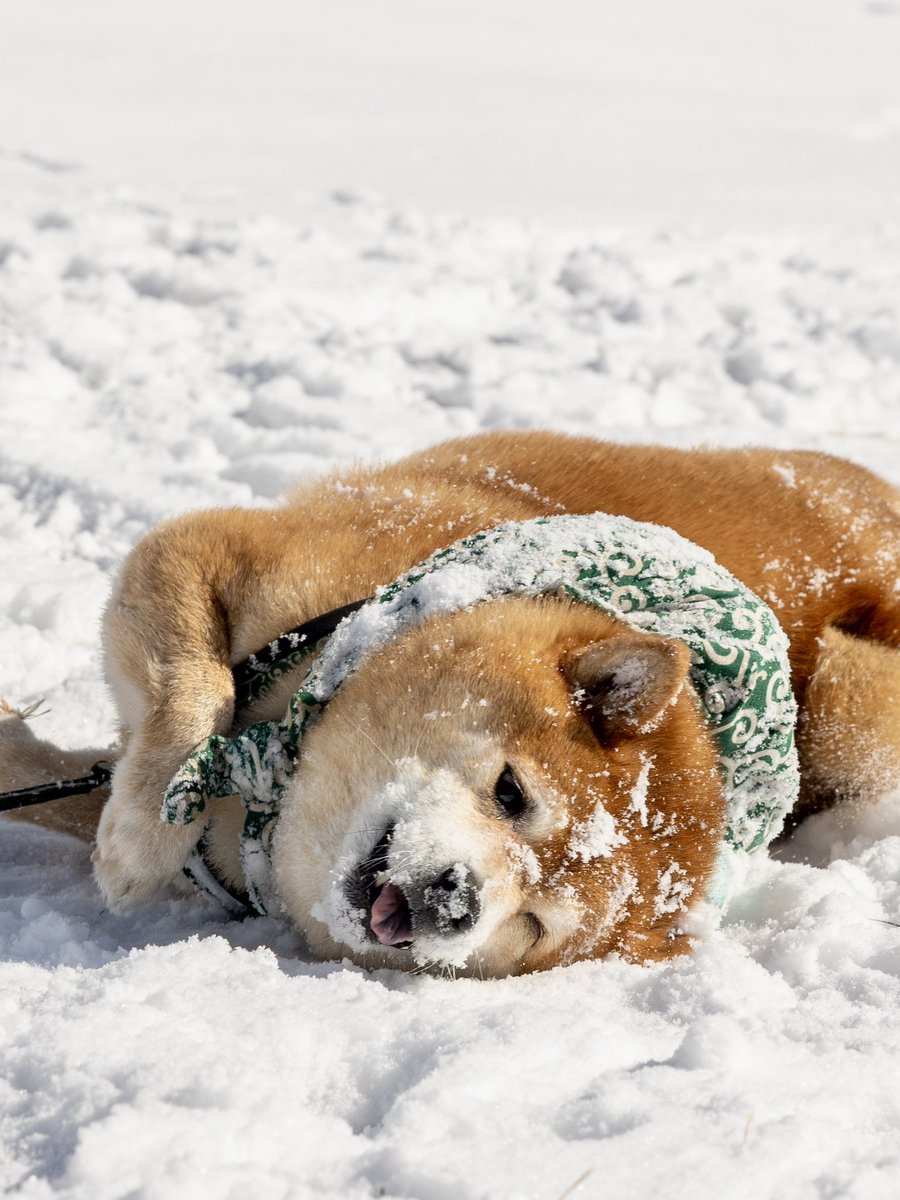 モフモフのパウダー犬