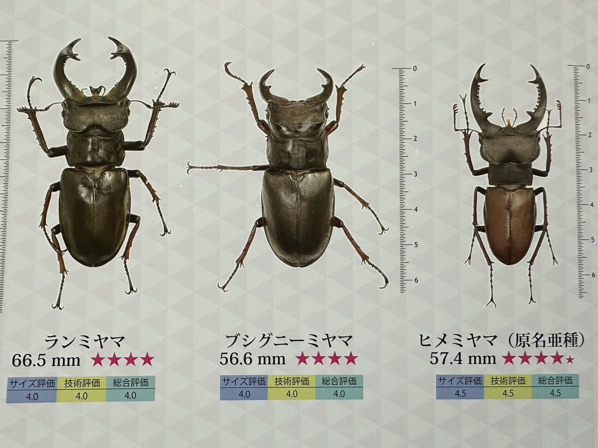 Sparkle Beetle (@BeetleSparkle) / Posts / X