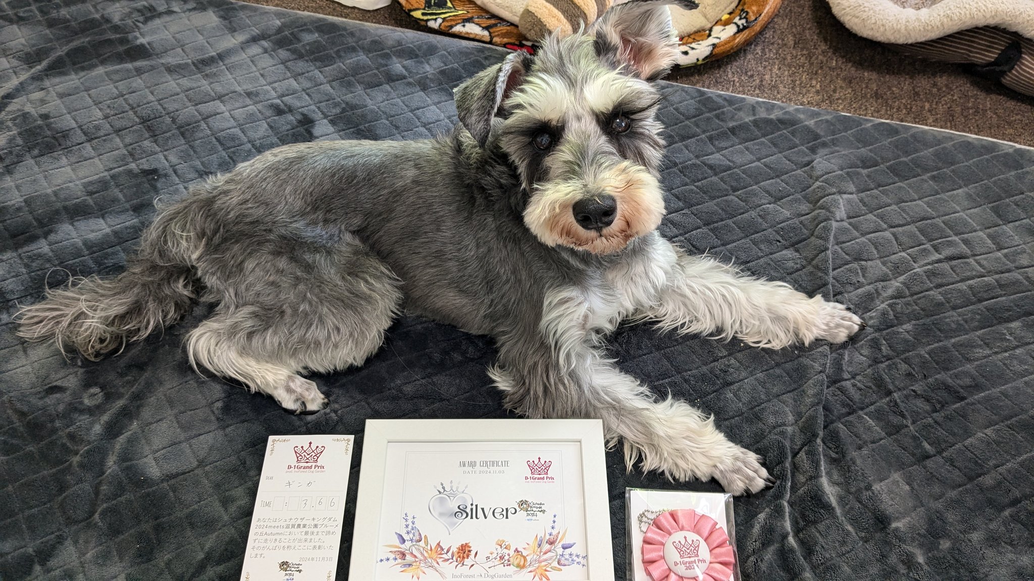 LORO シュナウザーチェーンリングSS サイズ6 schnauzer chain ring