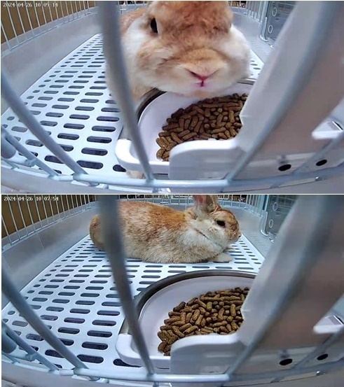 マルカン #小動物 🐰新商品のご案内💁 うさぎの安心オートフィーダー