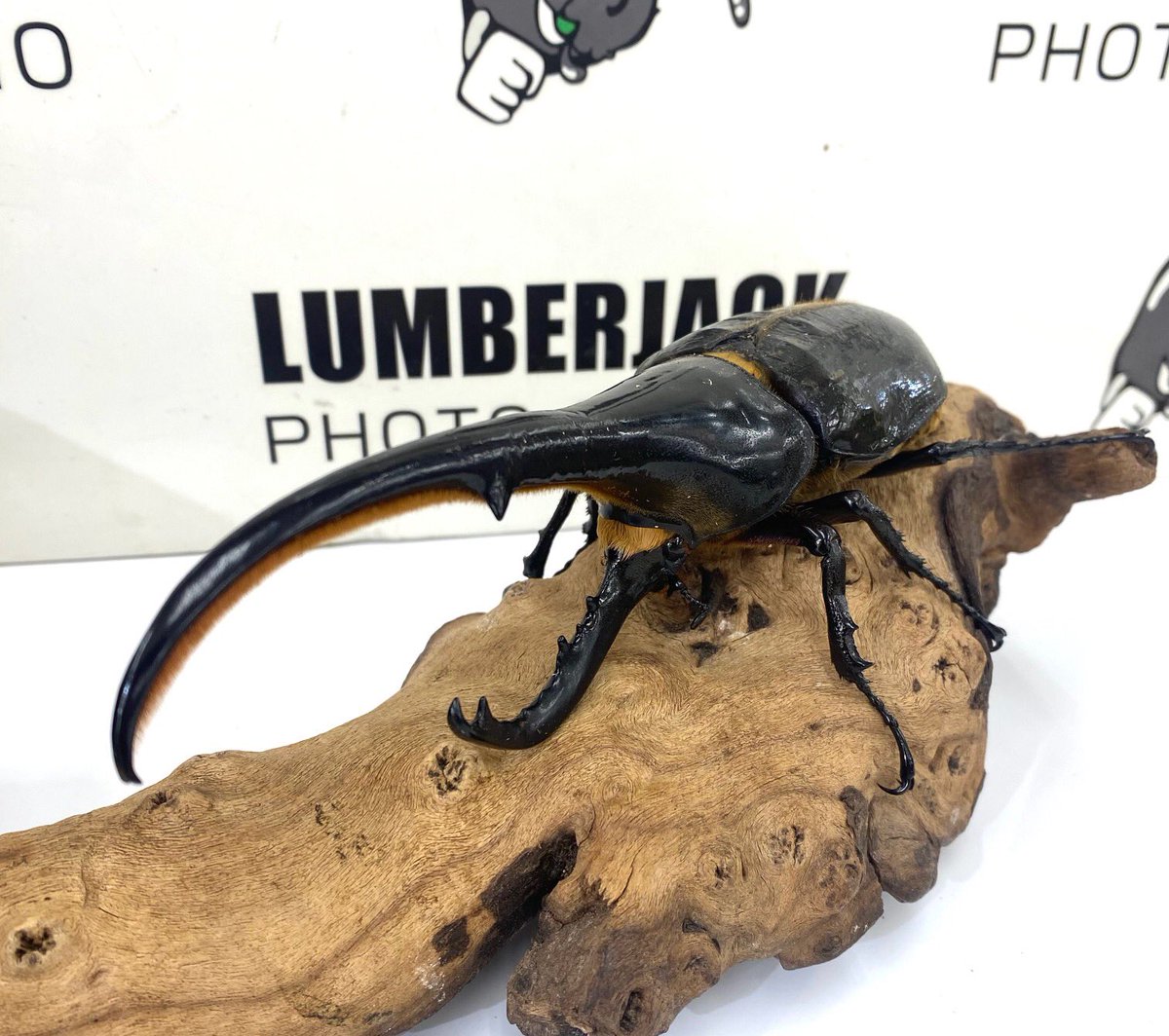 ヘラクレスオオカブトの成虫ペア店頭にて販売中です 【ヘラクレス