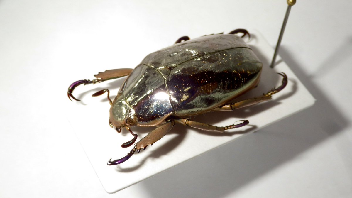 プラチナコガネ随一の美麗種、リンバータプラチナコガネ。 ぎんぽ堂