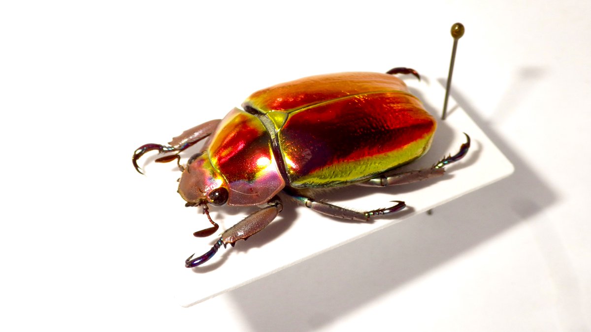アウリガンスプラチナコガネ Chrysina aurigans 「いずれは赤い